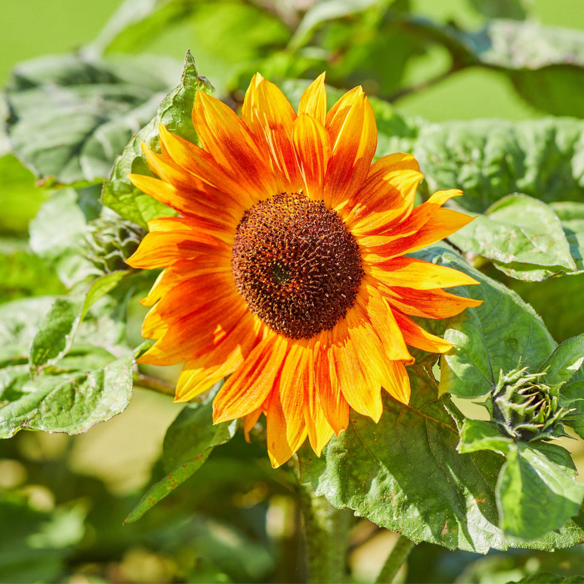 Evening Colors Sunflower Seeds, 25+ seeds