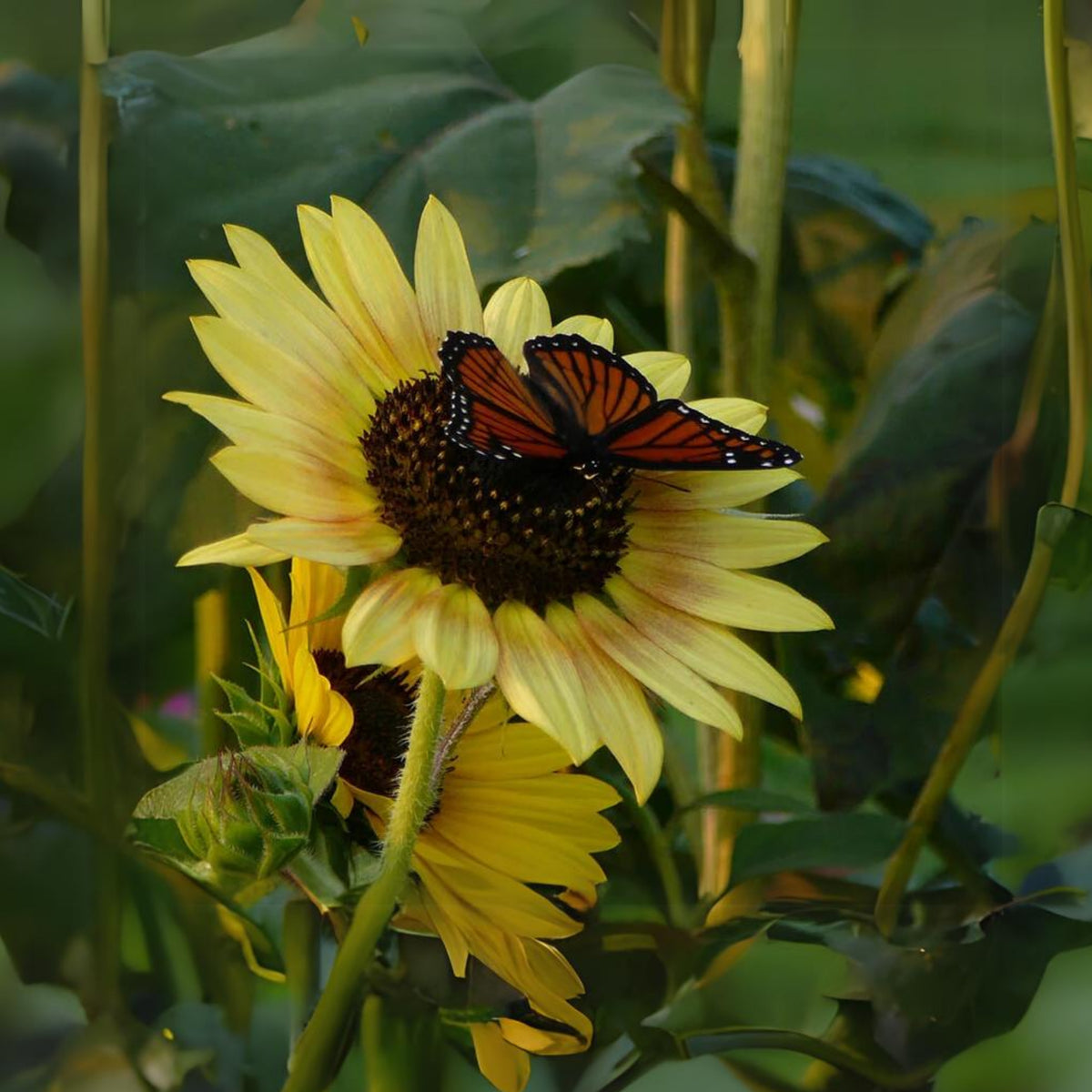 Evening Colors Sunflower Seeds, 25+ seeds