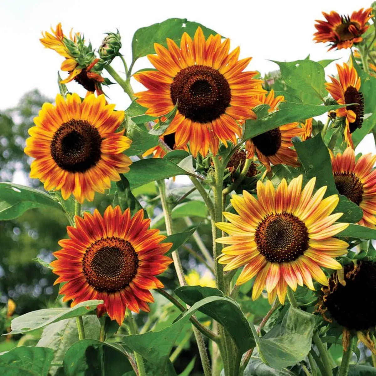 Evening Colors Sunflower Seeds, 25+ seeds