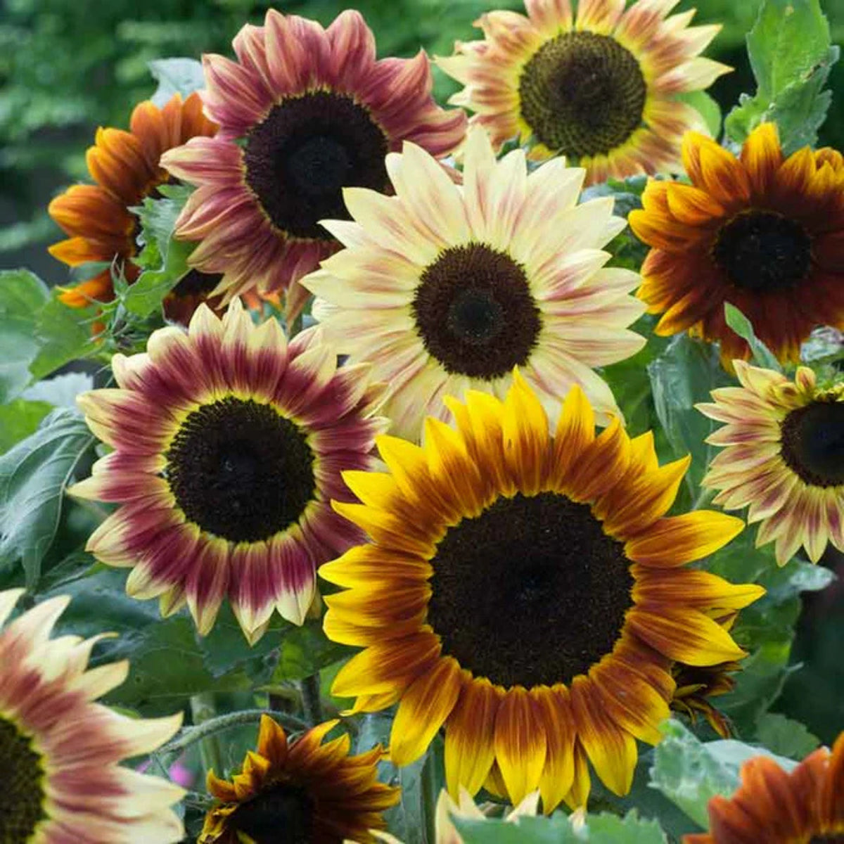 Evening Colors Sunflower Seeds, 25+ seeds