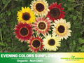 25+ Seeds-Evening Colors Sunflower Seeds - Helianthus Tall Giant and Dwarf Varieties for Garden Pollinator Friendly Easy to Grow, Fast growing, Attracts bees & butterflies #E030