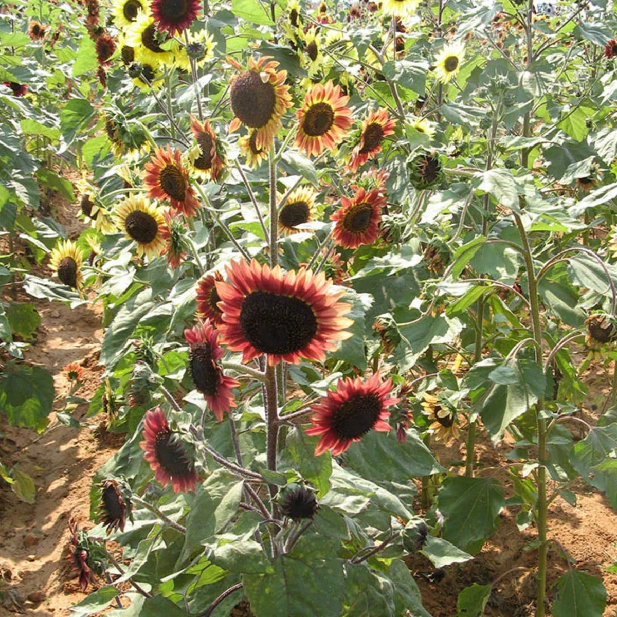 Evening Colors Sunflower Seeds, 25+ seeds