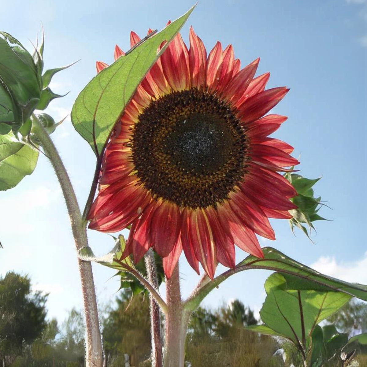 Evening Colors Sunflower Seeds, 25+ seeds
