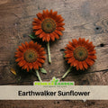 25+ Seeds|  Earthwalker  Sunflower Seeds- Helianthus Tall Giant and Dwarf Varieties for Garden Pollinator Friendly Easy to Grow, Fast growing, Attracts bees & butterflies #E032
