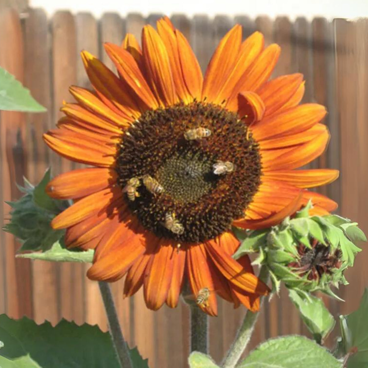 Earthwalker Sunflower Seeds - Attracts Bees & Butterflies, 25+ seeds