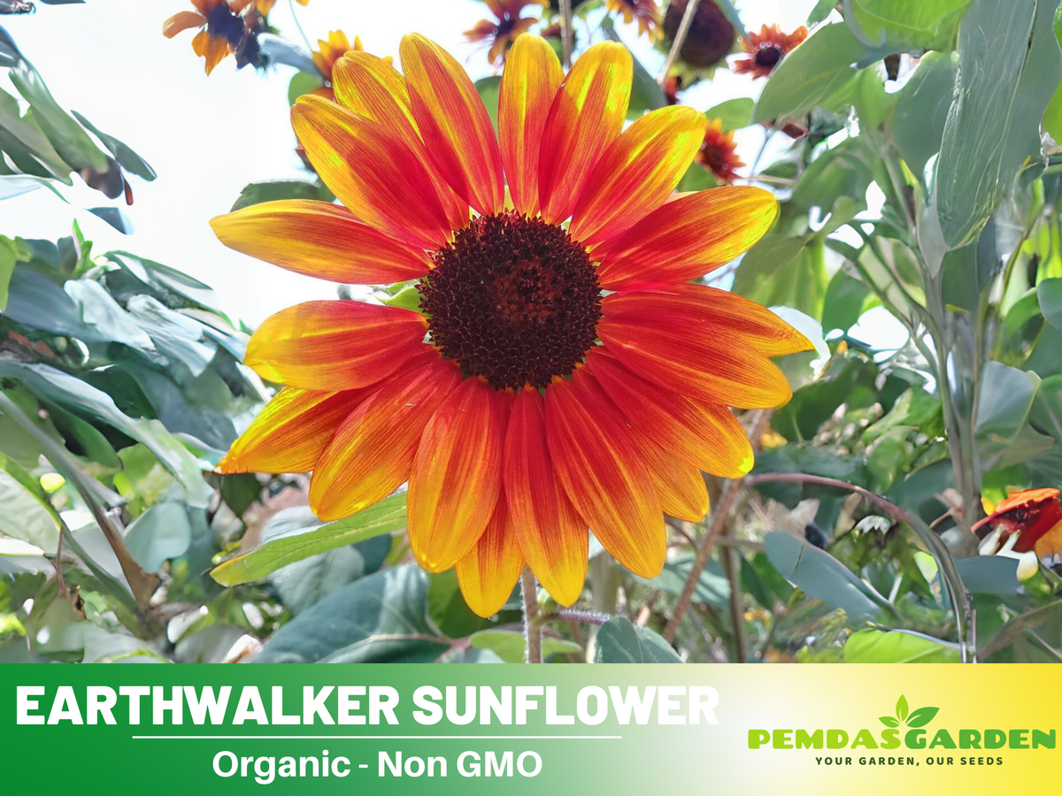 25+ Seeds|  Earthwalker  Sunflower Seeds #E032