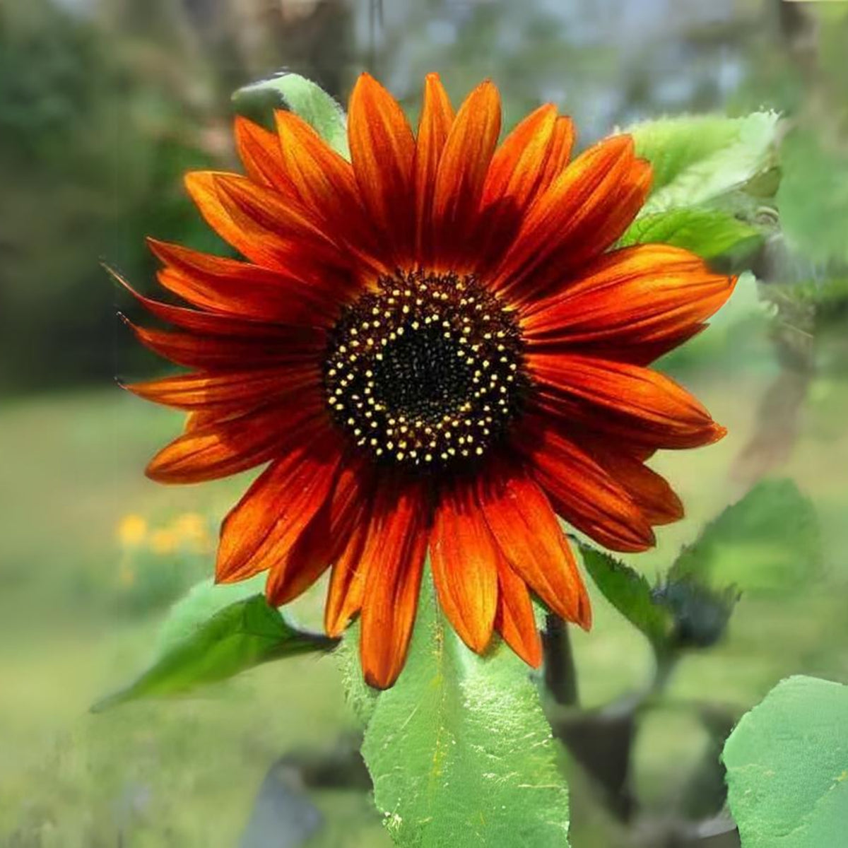 Earthwalker Sunflower Seeds - Attracts Bees & Butterflies, 25+ seeds