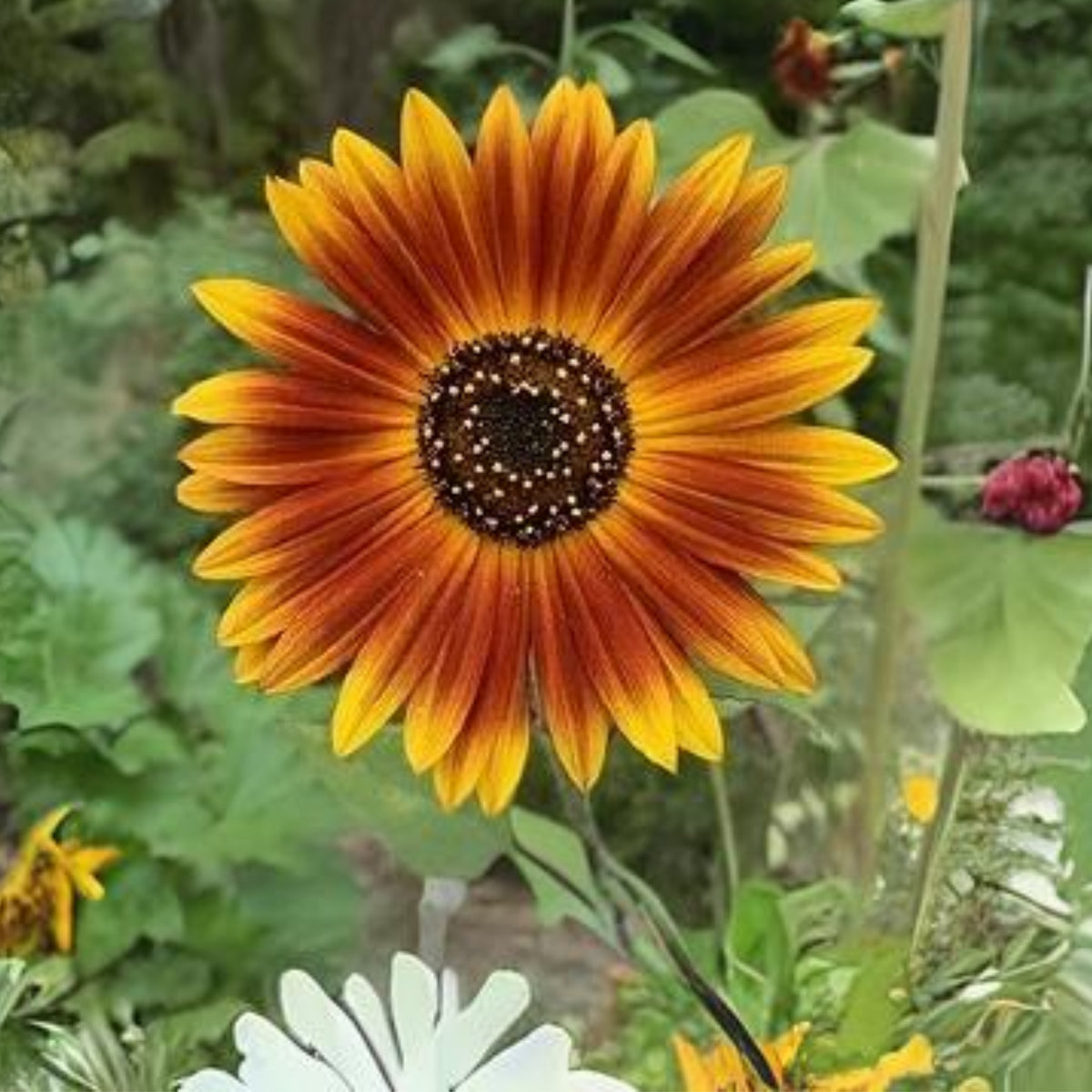 Earthwalker Sunflower Seeds - Attracts Bees & Butterflies, 25+ seeds