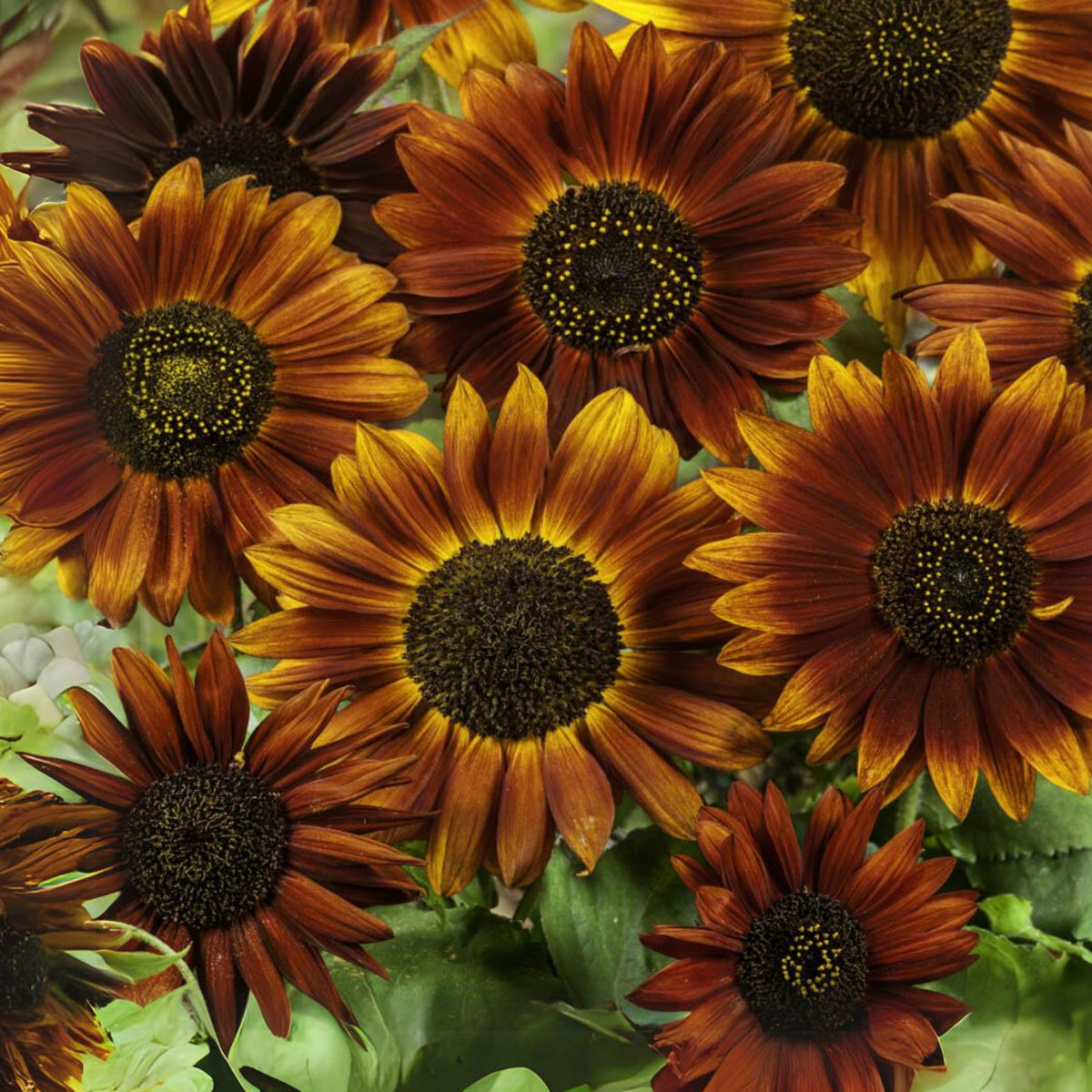 Earthwalker Sunflower Seeds - Attracts Bees & Butterflies, 25+ seeds