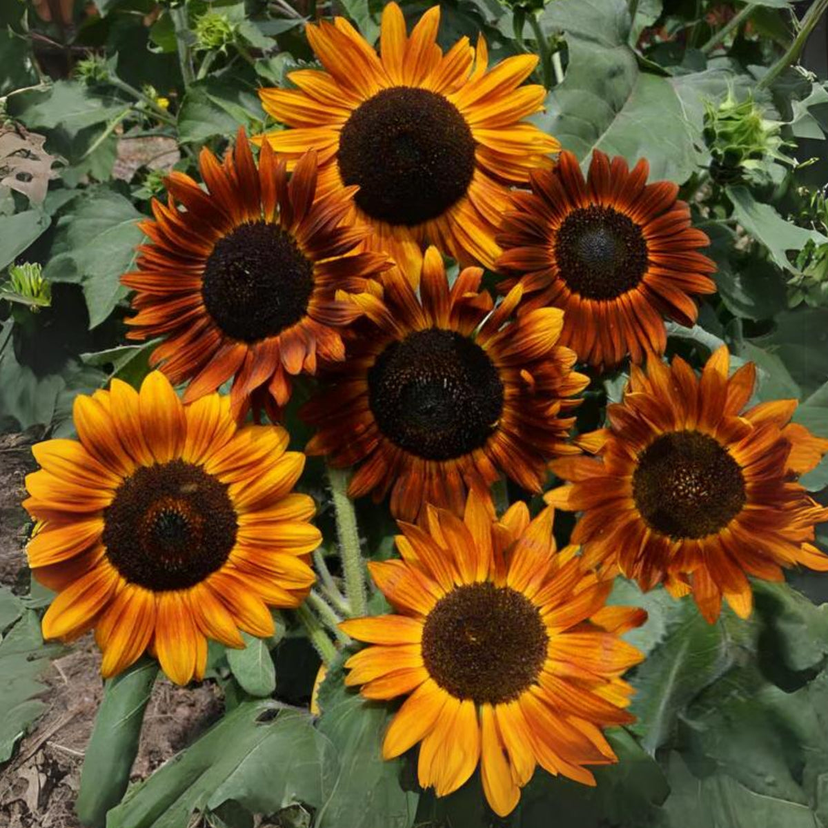 Earthwalker Sunflower Seeds - Attracts Bees & Butterflies, 25+ seeds