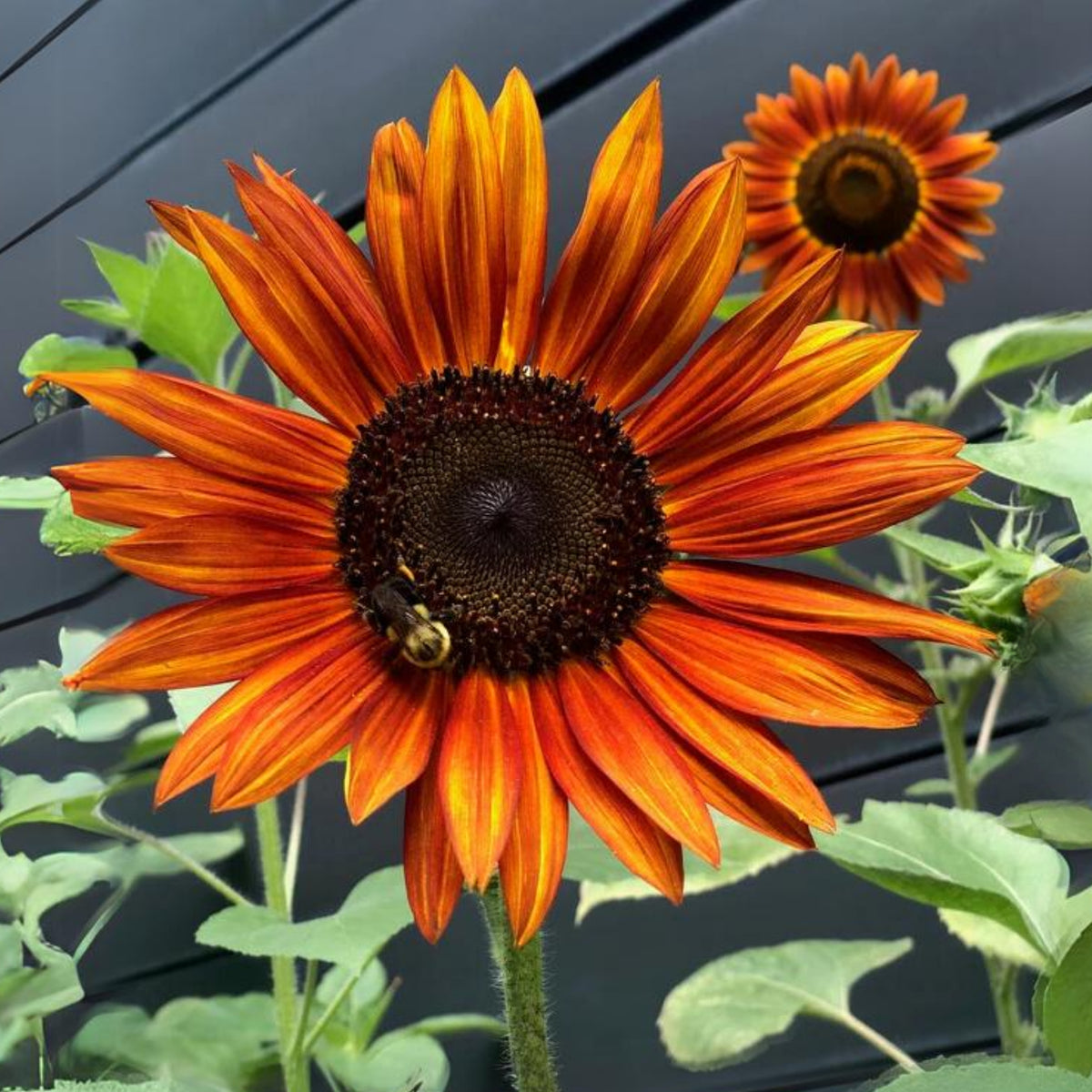 Earthwalker Sunflower Seeds - Attracts Bees & Butterflies, 25+ seeds