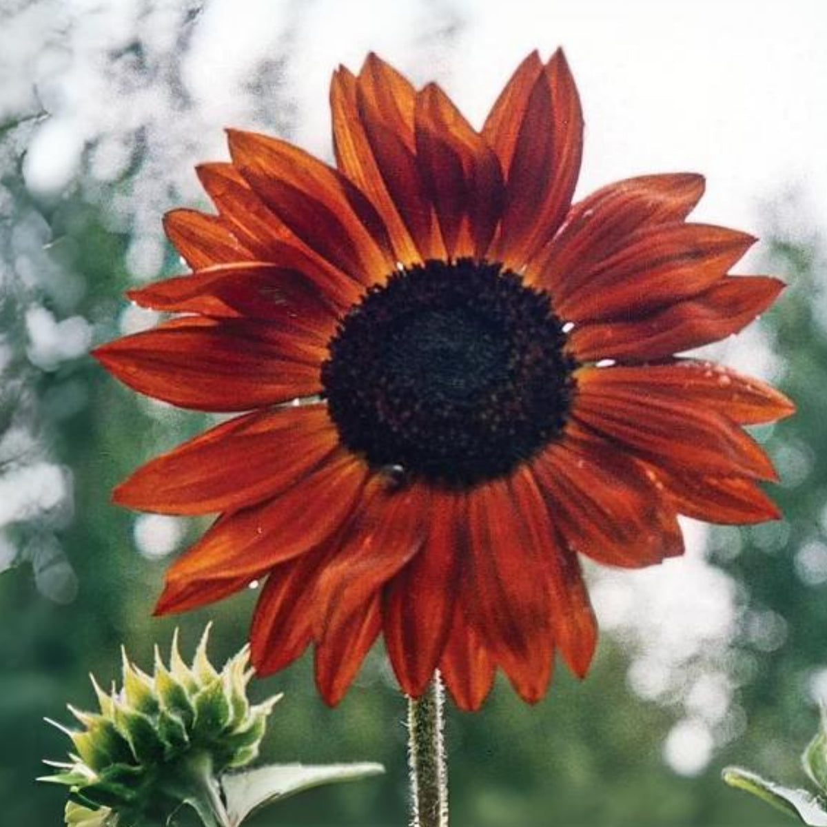Earthwalker Sunflower Seeds - Attracts Bees & Butterflies, 25+ seeds