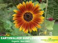 25+ Seeds|  Earthwalker  Sunflower Seeds- Helianthus Tall Giant and Dwarf Varieties for Garden Pollinator Friendly Easy to Grow, Fast growing, Attracts bees & butterflies #E032