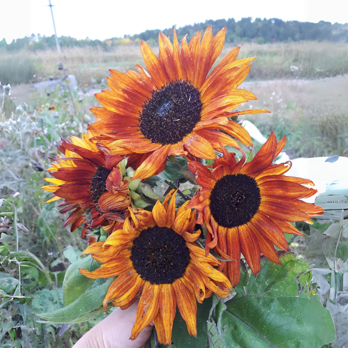 Earthwalker Sunflower Seeds - Attracts Bees & Butterflies, 25+ seeds