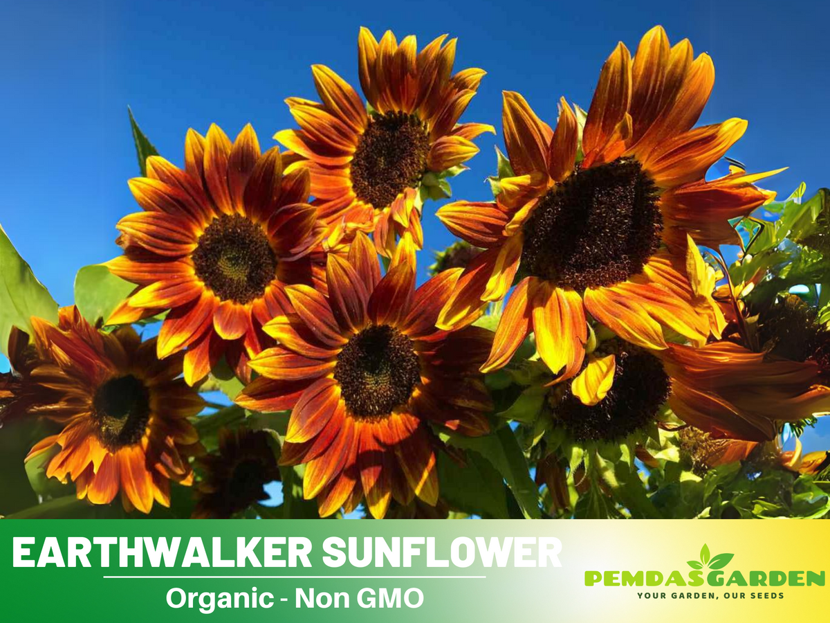 25+ Seeds|  Earthwalker  Sunflower Seeds #E032