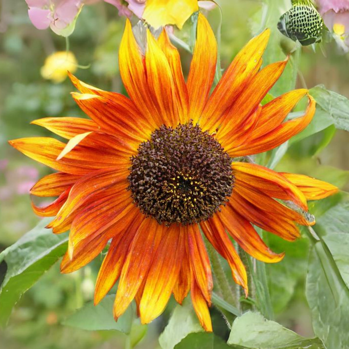 Earthwalker Sunflower Seeds - Attracts Bees & Butterflies, 25+ seeds