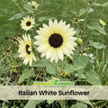 25+ Seeds-Italian White  Sunflower Seeds- Helianthus Tall Giant and Dwarf Varieties for Garden Pollinator Friendly Easy to Grow, Fast growing, Attracts bees & butterflies #E033