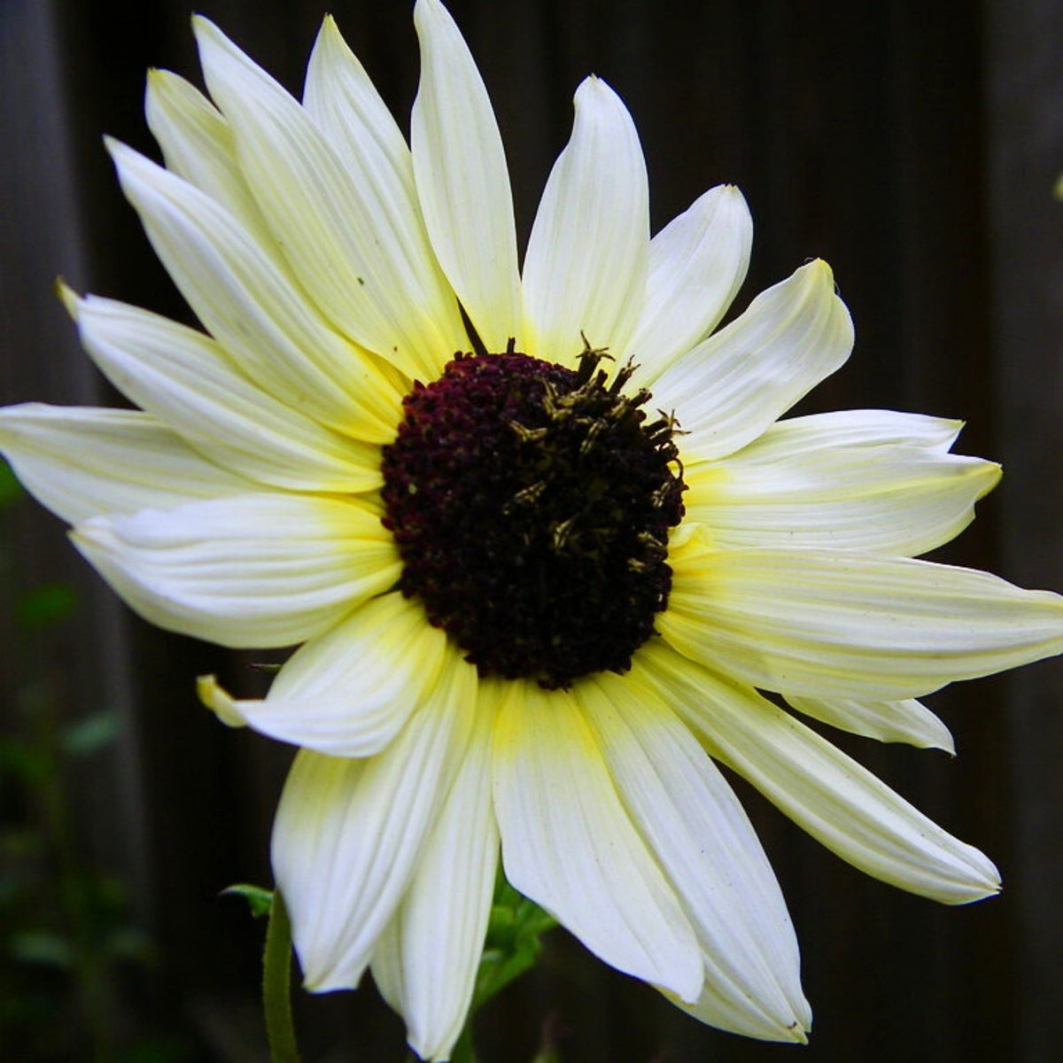 Italian White Sunflower Seeds - Attracts Bees & Butterflies, 25+ seeds