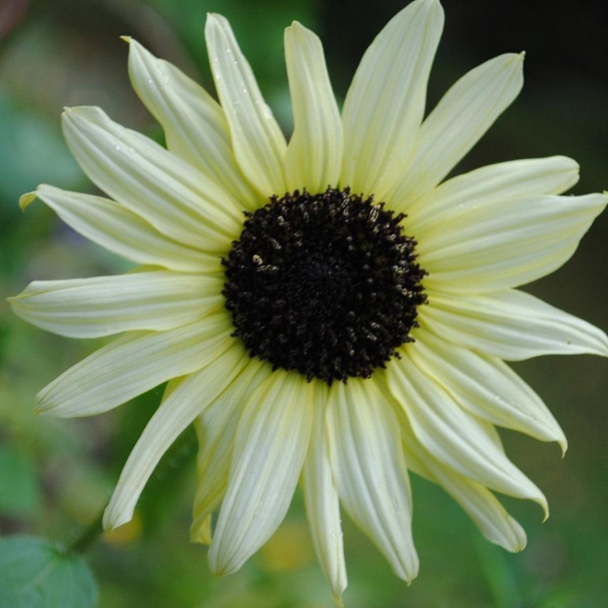 Italian White Sunflower Seeds - Attracts Bees & Butterflies, 25+ seeds