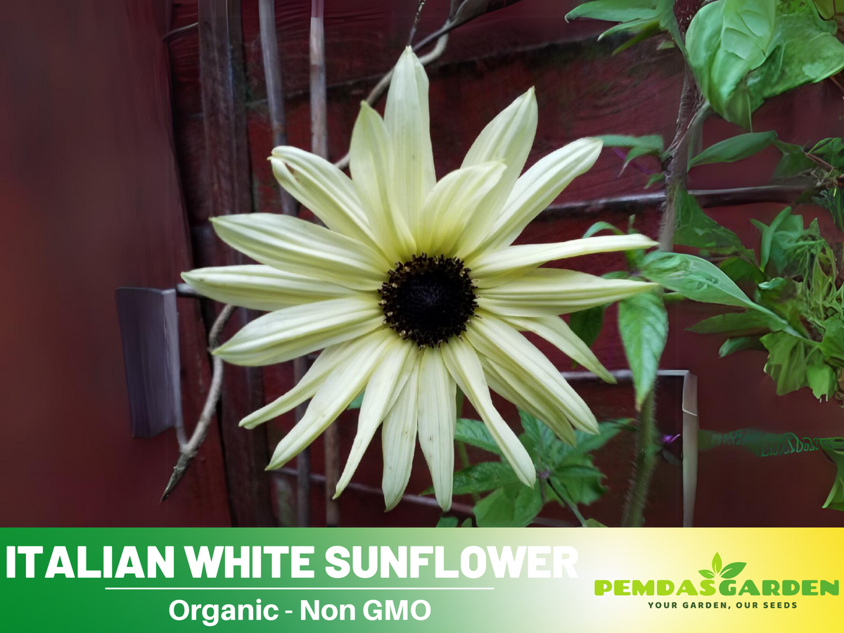 25+ Seeds-Italian White  Sunflower Seeds #E033