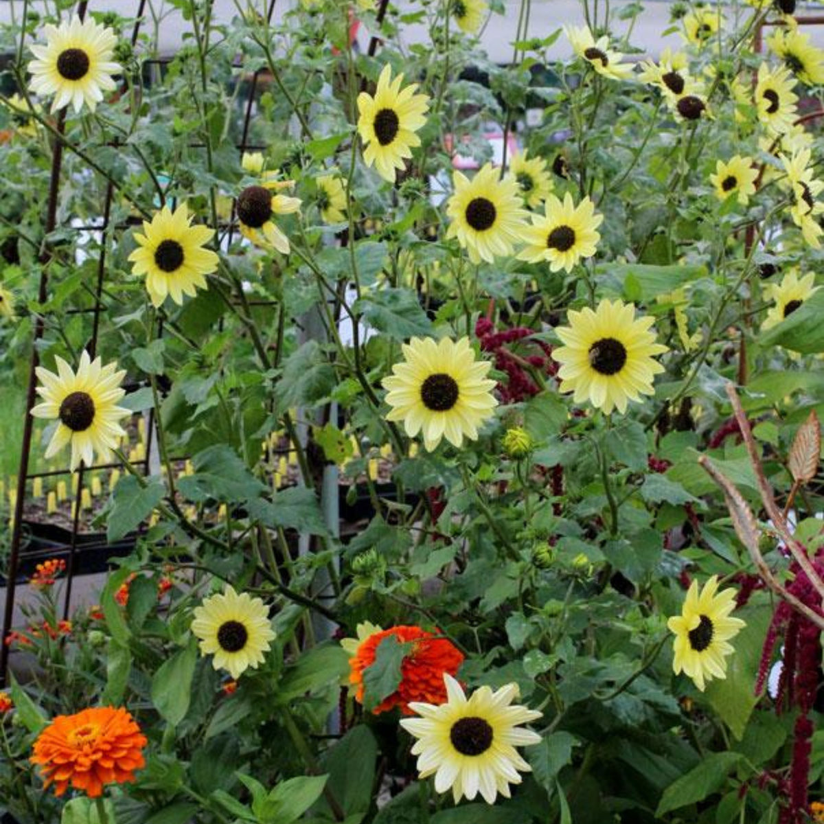Italian White Sunflower Seeds - Attracts Bees & Butterflies, 25+ seeds