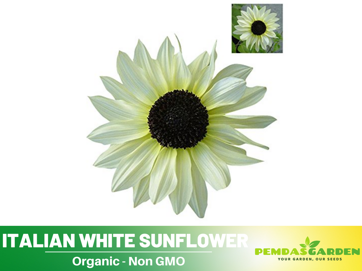 25+ Seeds-Italian White  Sunflower Seeds #E033