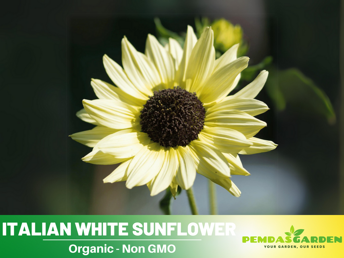 25+ Seeds-Italian White  Sunflower Seeds #E033