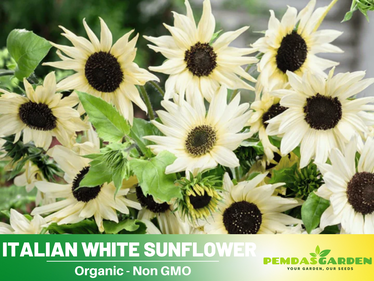 25+ Seeds-Italian White  Sunflower Seeds #E033