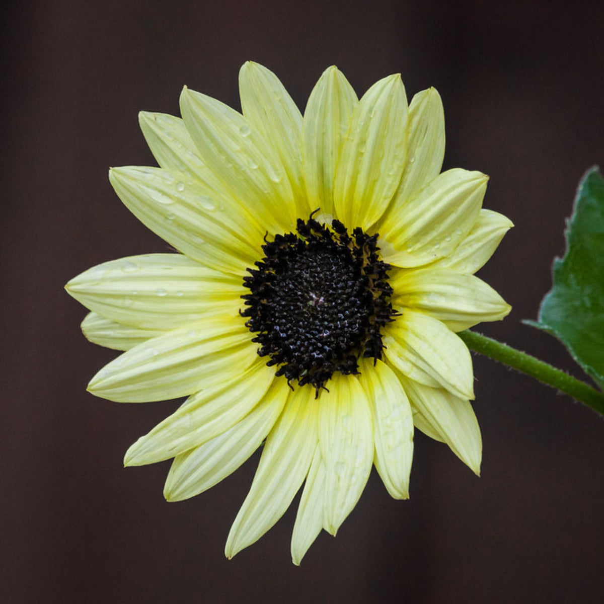 Italian White Sunflower Seeds - Attracts Bees & Butterflies, 25+ seeds