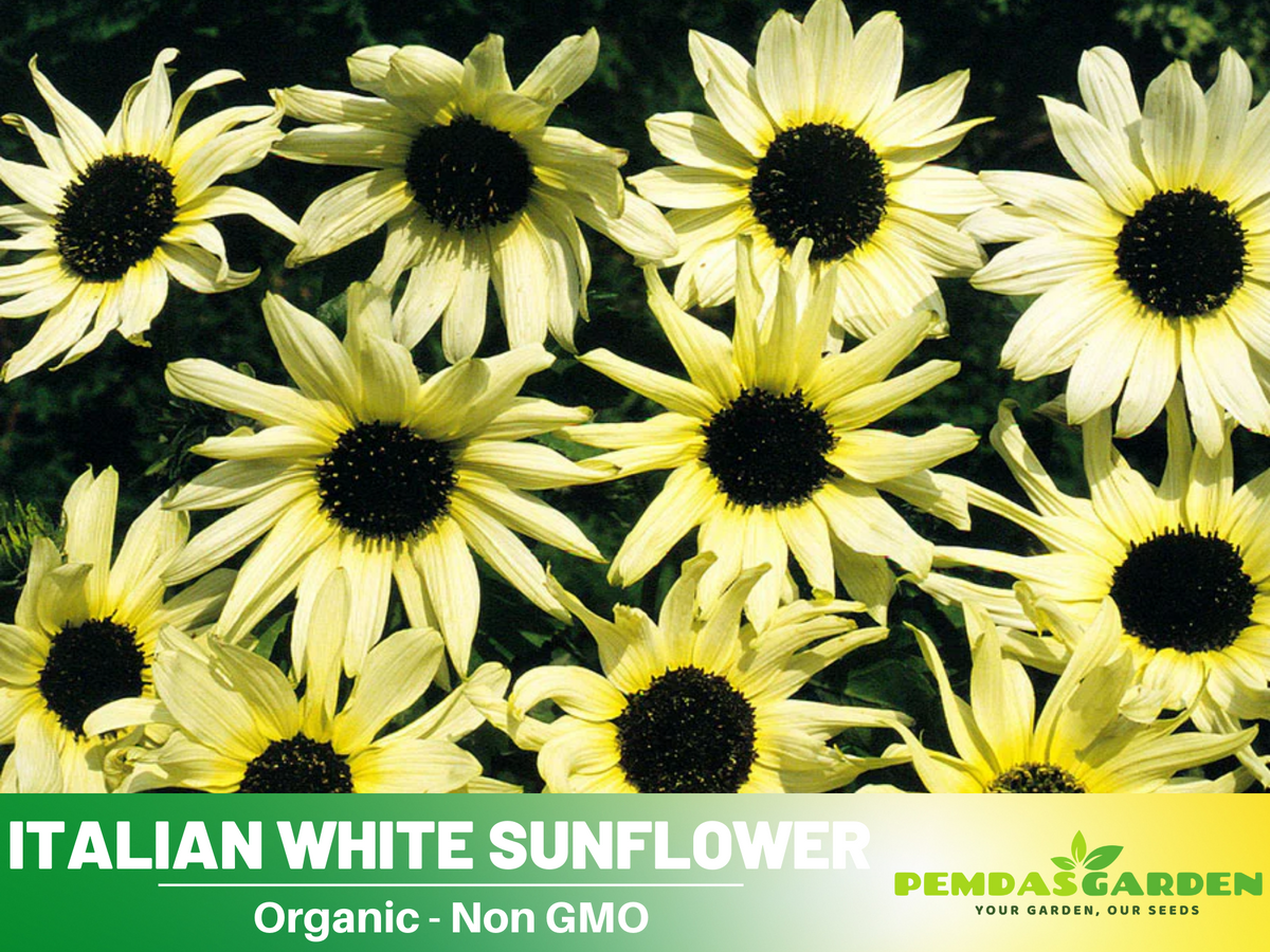 25+ Seeds-Italian White  Sunflower Seeds #E033