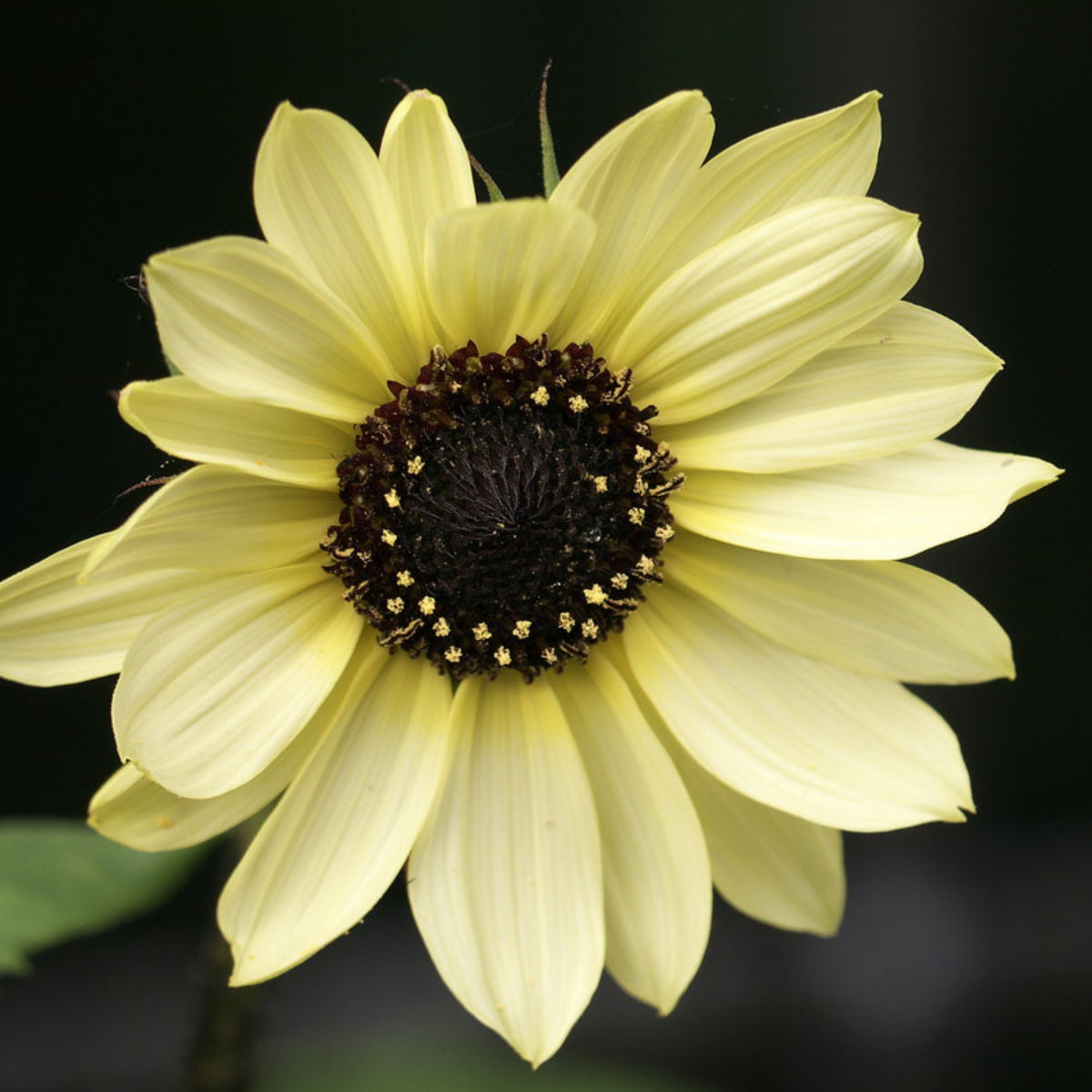 Italian White Sunflower Seeds - Attracts Bees & Butterflies, 25+ seeds