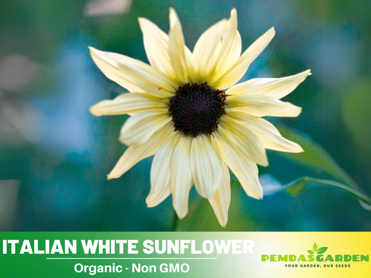 25+ Seeds-Italian White  Sunflower Seeds #E033