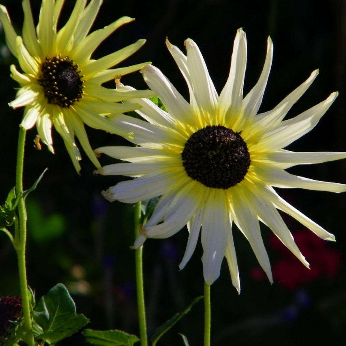 Italian White Sunflower Seeds - Attracts Bees & Butterflies, 25+ seeds
