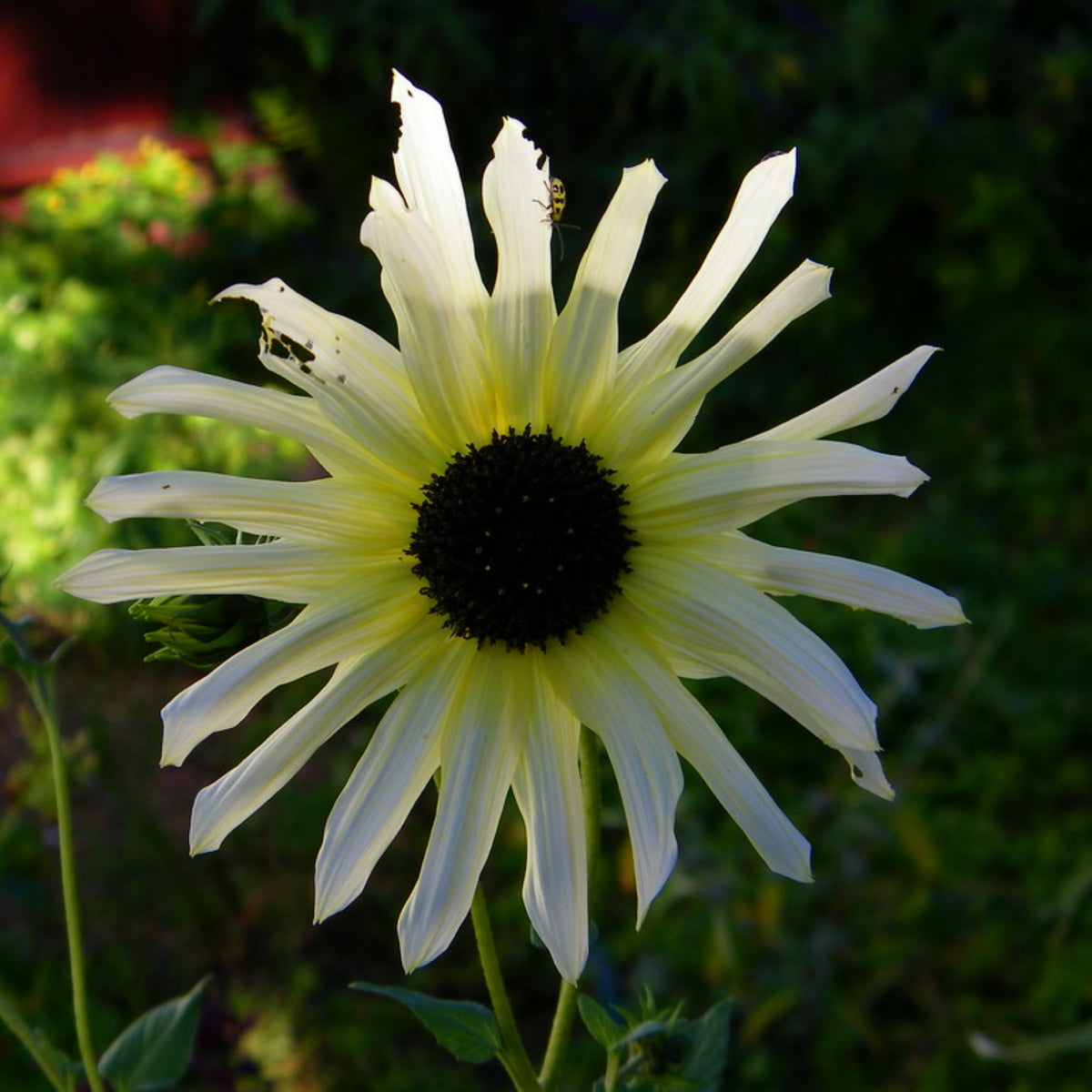 Italian White Sunflower Seeds - Attracts Bees & Butterflies, 25+ seeds