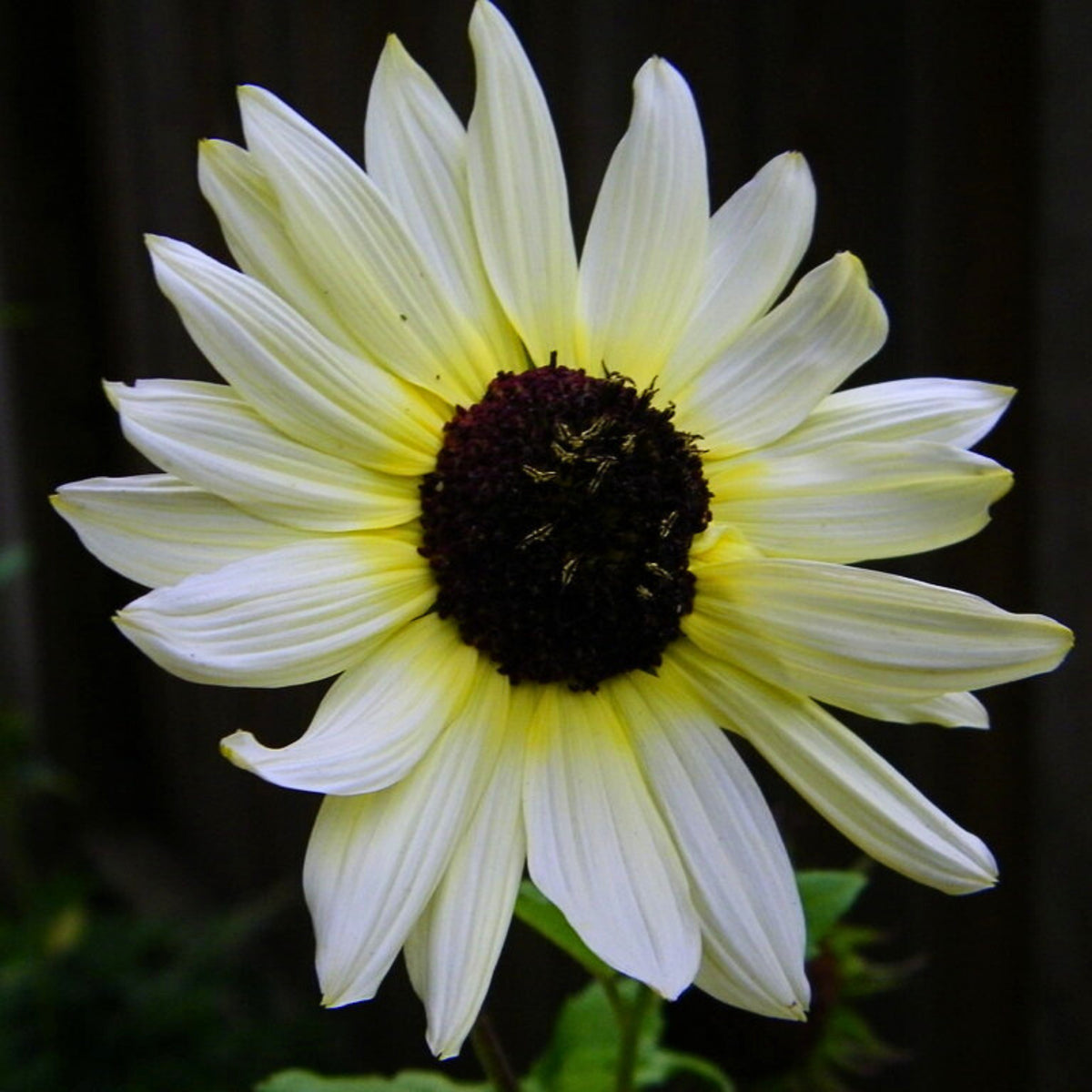 Italian White Sunflower Seeds - Attracts Bees & Butterflies, 25+ seeds