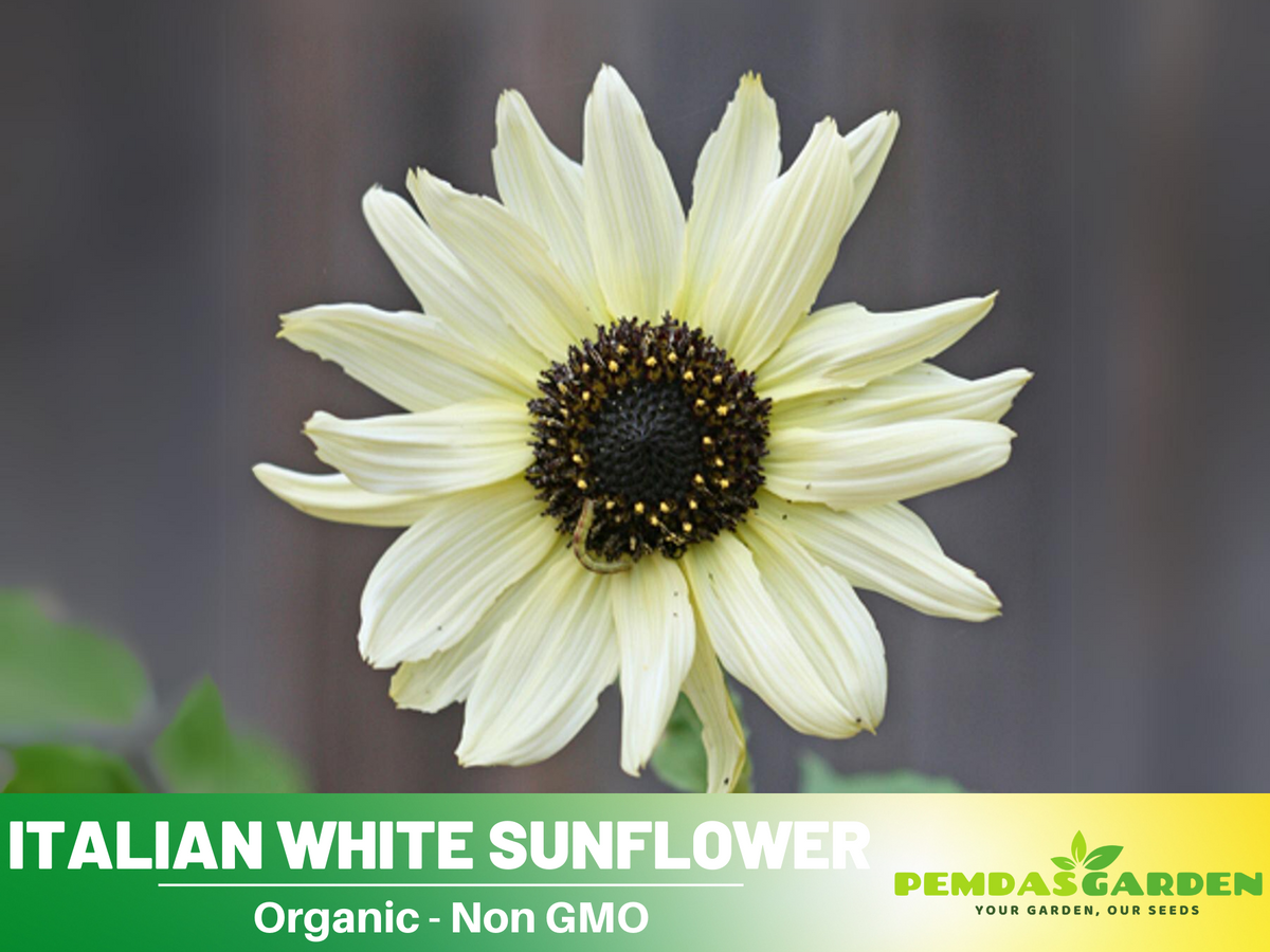 25+ Seeds-Italian White  Sunflower Seeds #E033