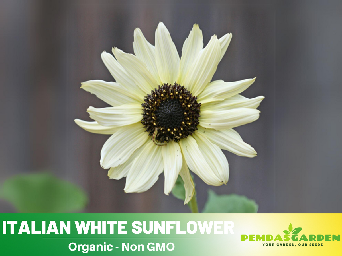 25+ Seeds-Italian White  Sunflower Seeds #E033