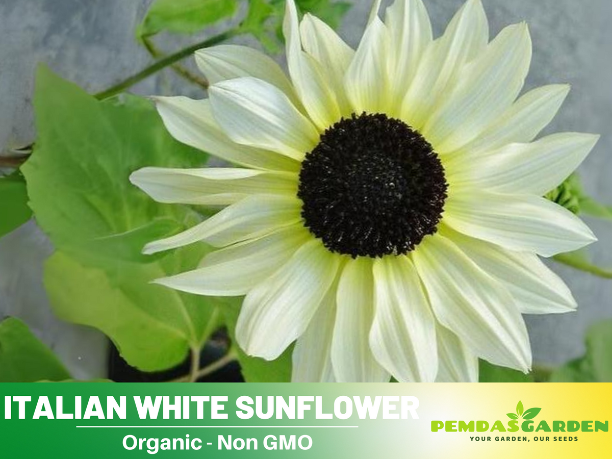 25+ Seeds-Italian White  Sunflower Seeds #E033