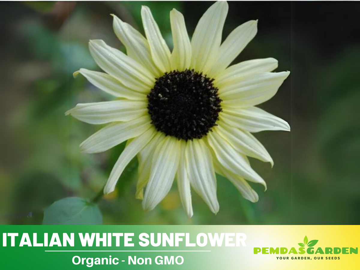 25+ Seeds-Italian White  Sunflower Seeds #E033