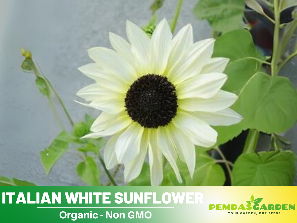 25+ Seeds-Italian White  Sunflower Seeds #E033