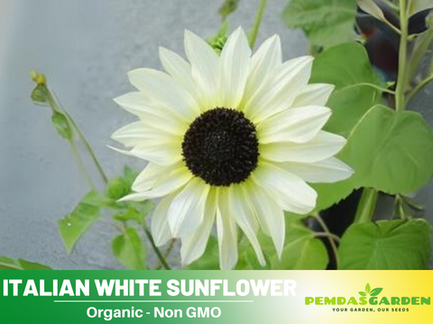 white sunflower seeds for planting 25+ Seeds-Italian White Sunflower Seeds- Helianthus Tall Giant and Dwa – PEMDASGARDEN