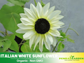 25+ Seeds-Italian White  Sunflower Seeds- Helianthus Tall Giant and Dwarf Varieties for Garden Pollinator Friendly Easy to Grow, Fast growing, Attracts bees & butterflies #E033