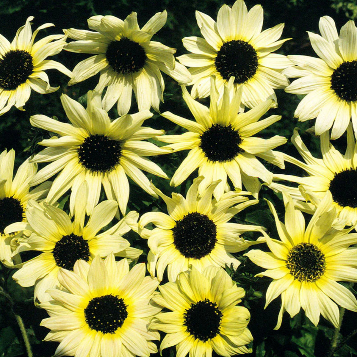 Italian White Sunflower Seeds - Attracts Bees & Butterflies, 25+ seeds