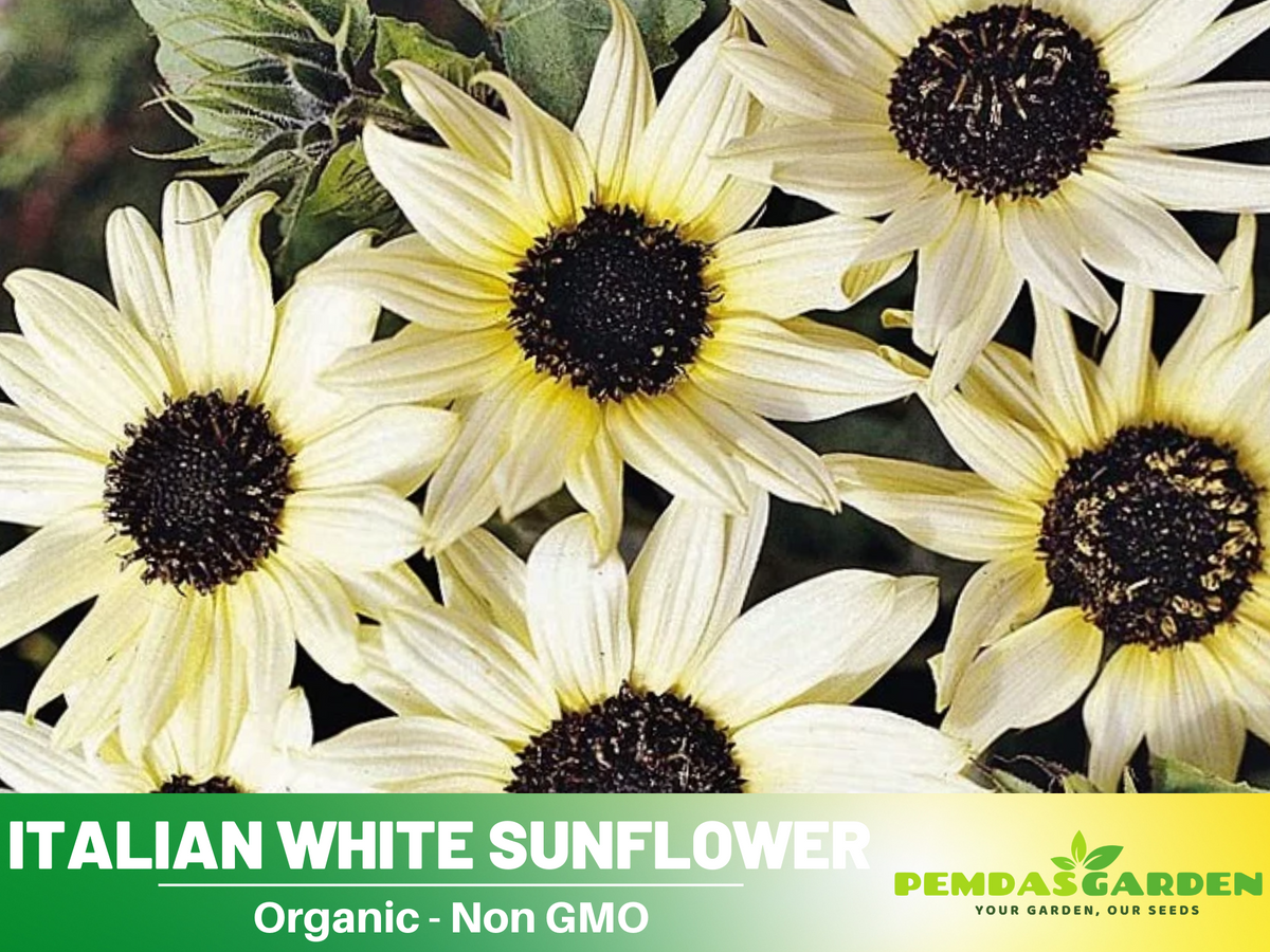 25+ Seeds-Italian White  Sunflower Seeds #E033