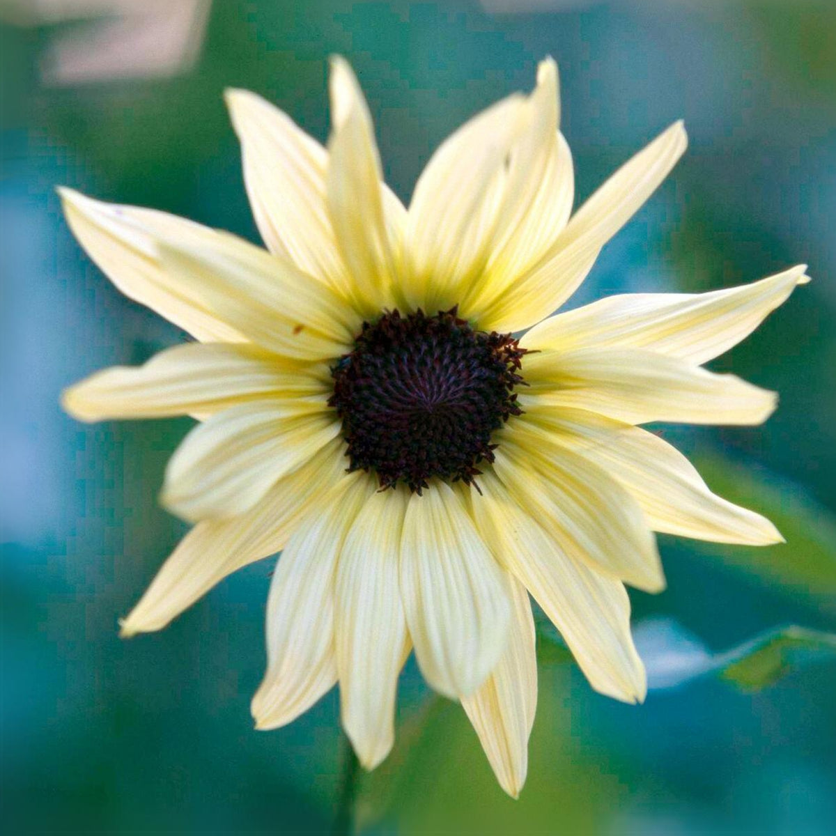 Italian White Sunflower Seeds - Attracts Bees & Butterflies, 25+ seeds