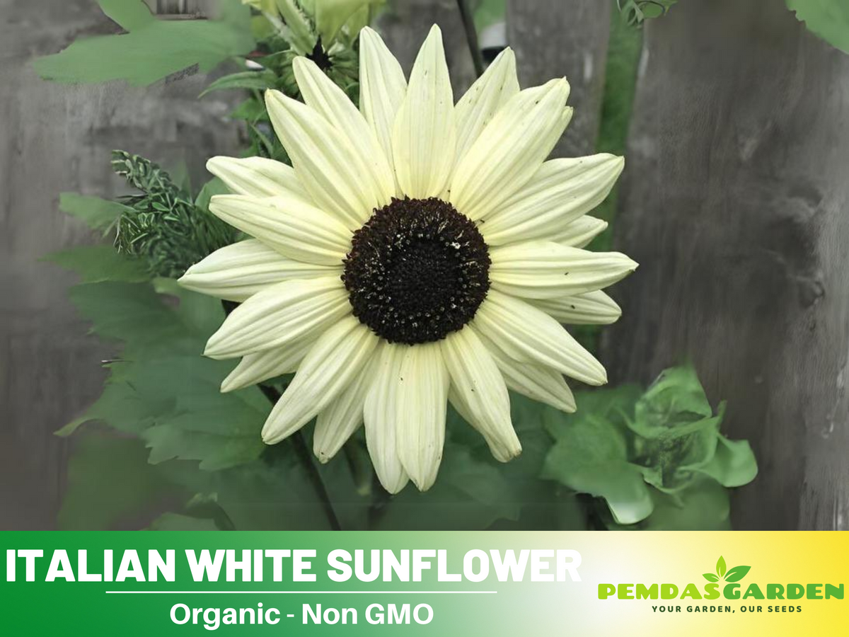 25+ Seeds-Italian White  Sunflower Seeds #E033