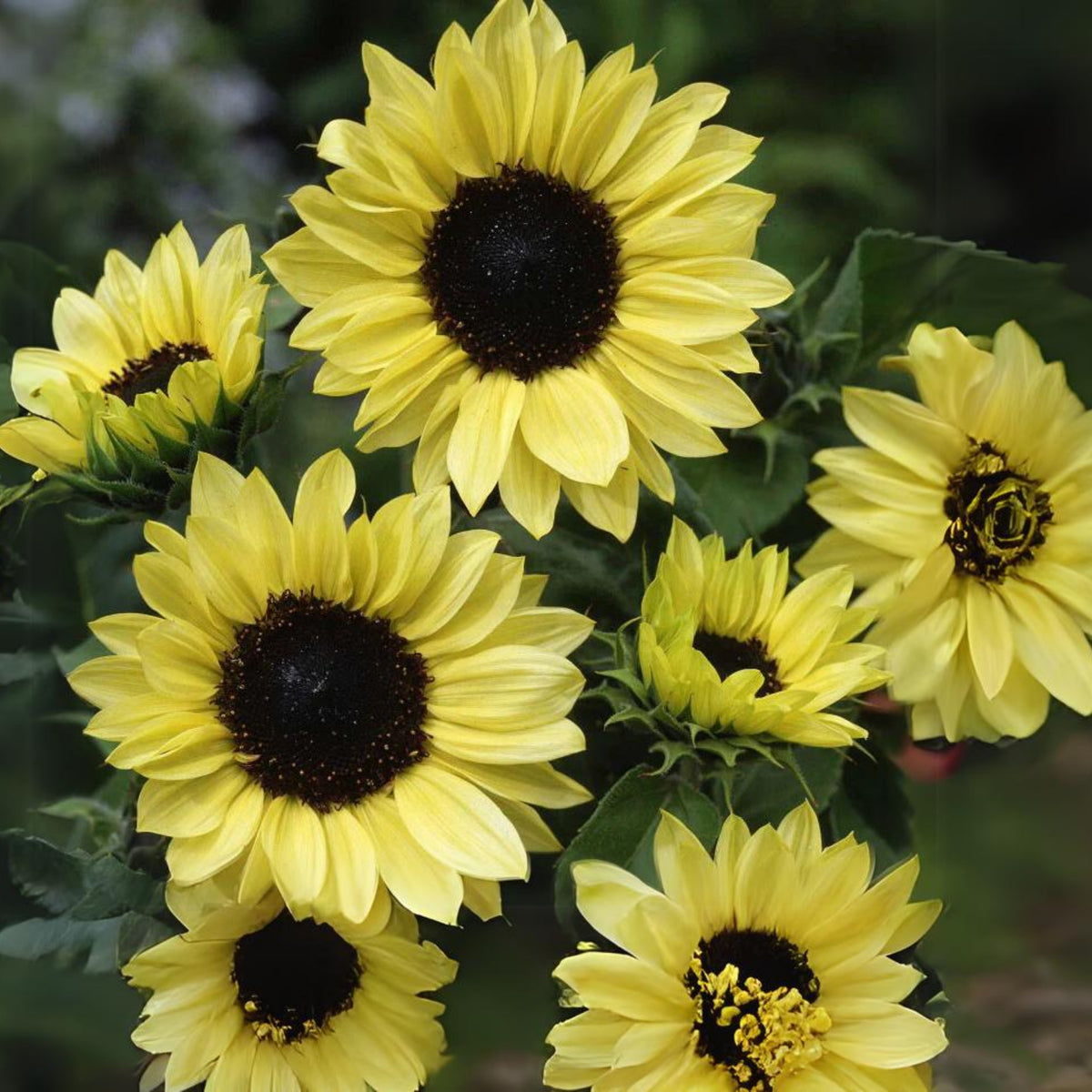 Moonshine Sunflower Seeds - Attracts Bees & Butterflies, 25+ seeds