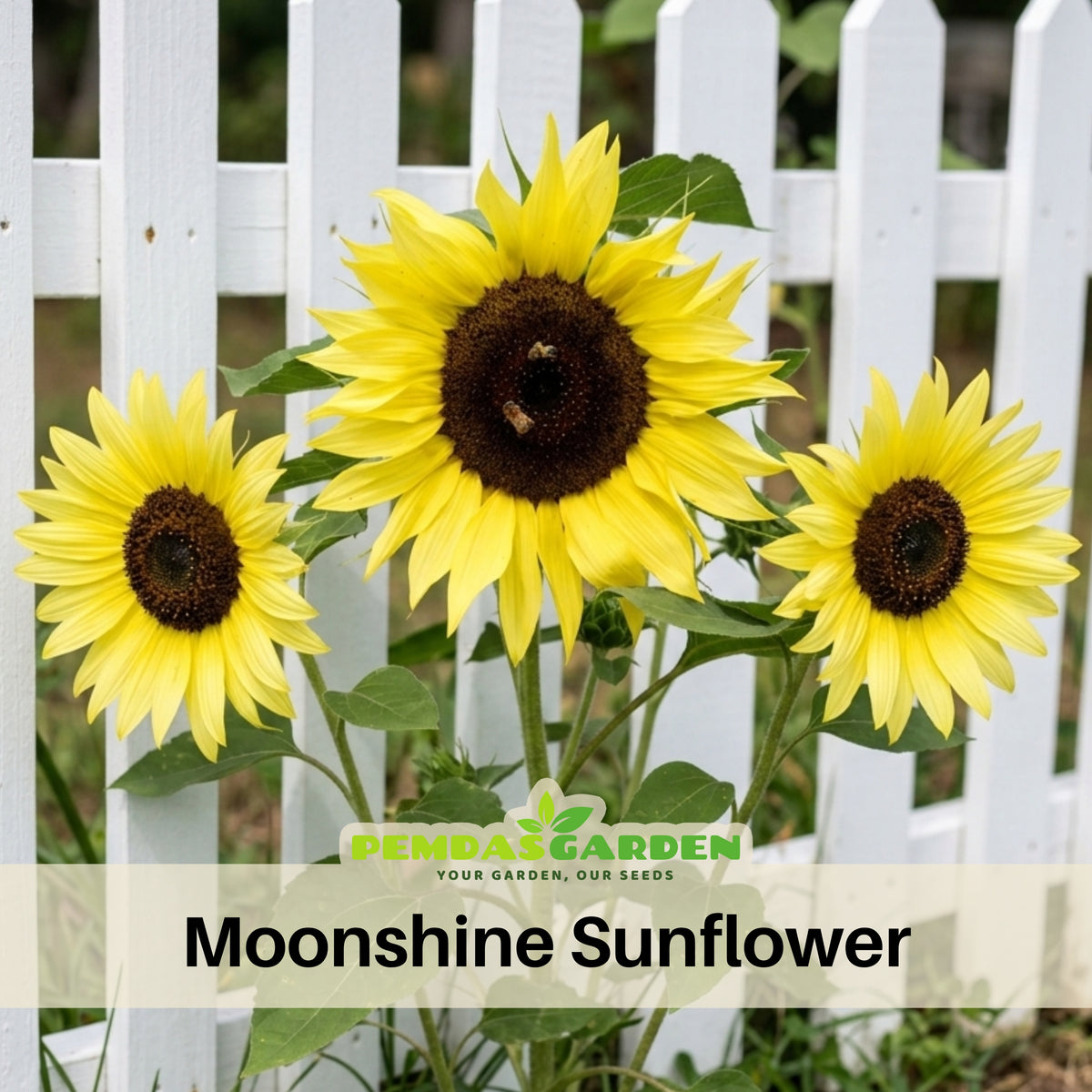 Moonshine Sunflower Seeds - Attracts Bees & Butterflies, 25+ seeds