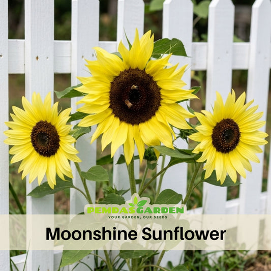 Moonshine Sunflower Seeds - Attracts Bees & Butterflies, 25+ seeds
