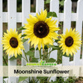25+ Seeds-Moonshine Sunflower Seeds- Helianthus Tall Giant and Dwarf Varieties for Garden Pollinator Friendly Easy to Grow, Fast growing, Attracts bees & butterflies #E034